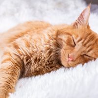 Pet animal; cute cat indoor. Yellow cat.