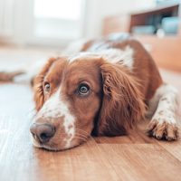 Beautiful cute spotted brown white dog. Welsh springer spaniel pure pedigree breed. Healthy dog resting comfy at home.